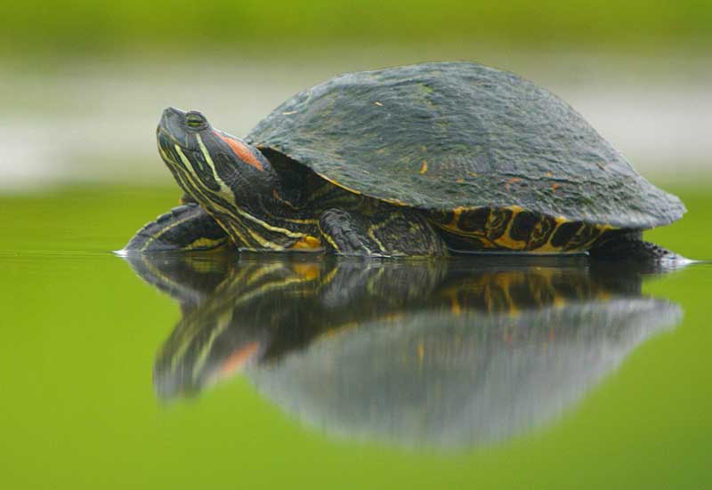 What do you feed baby red eared sliders