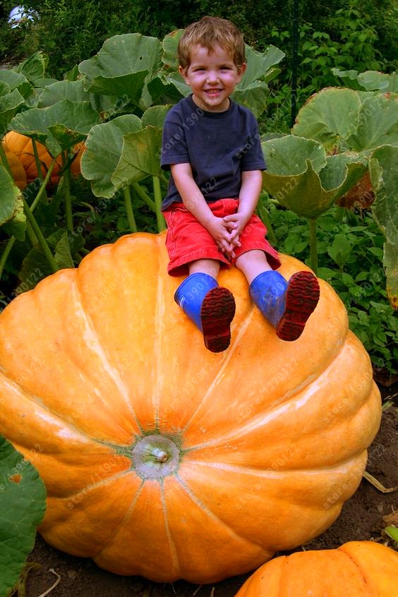 Is pumpkin a good first food for babies