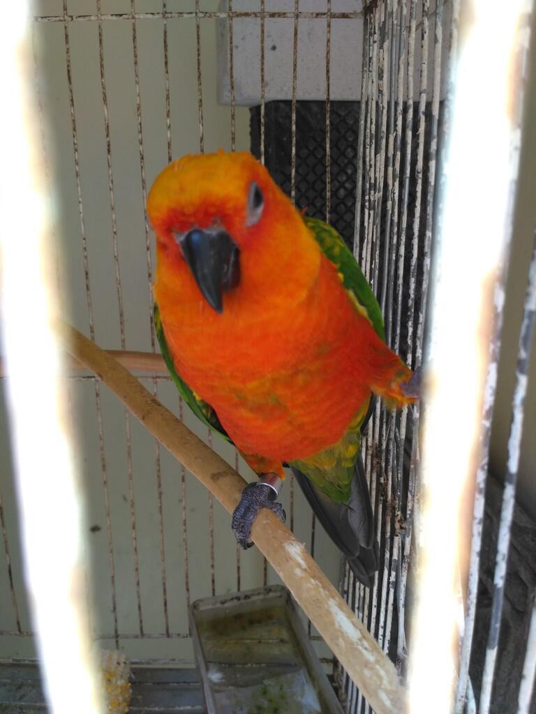 Baby sun conure feeding schedule