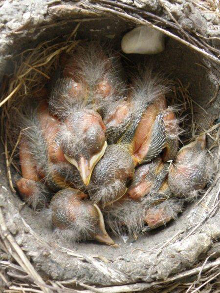 What can u feed a baby robin