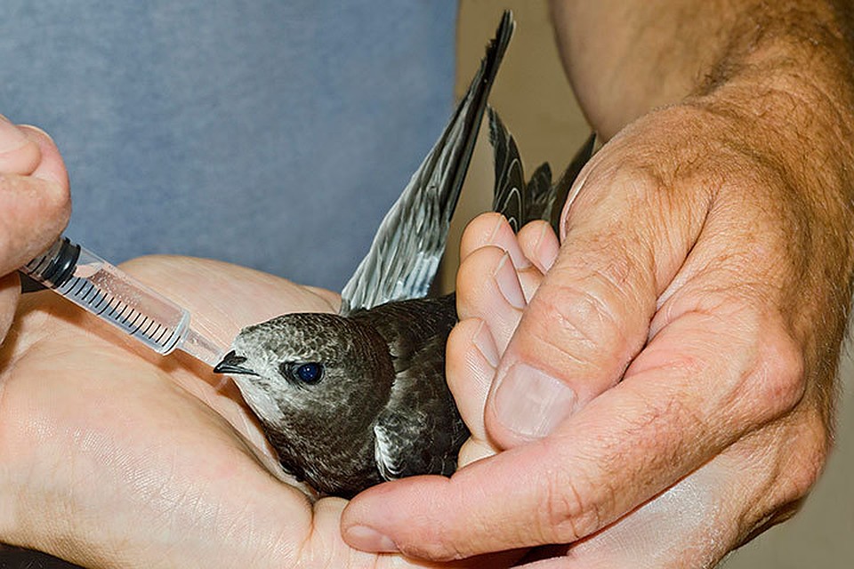 What to feed a baby bird that is injured