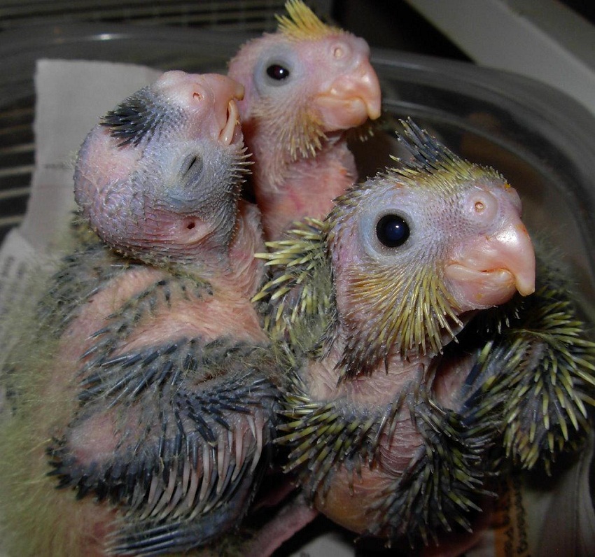 Hand feeding baby chickens