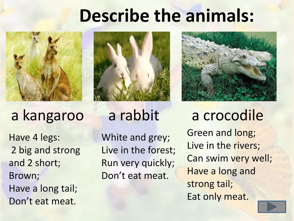Can you describe your. Animals презентация. Животные для описания на английском. Describe animals. Английский язык уроки по теме animals.