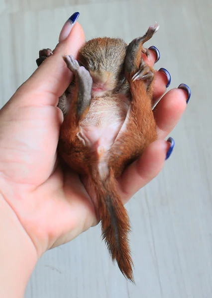 What should i feed a baby squirrel