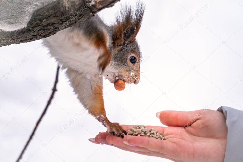 How do mother squirrels feed their babies