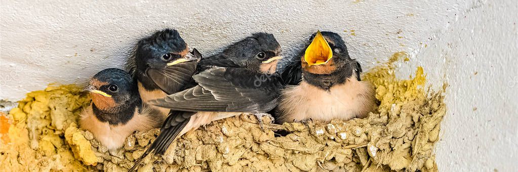 Feed baby barn swallow