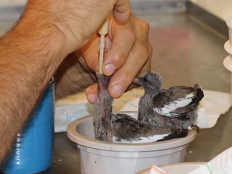 Baby pigeon care and feeding