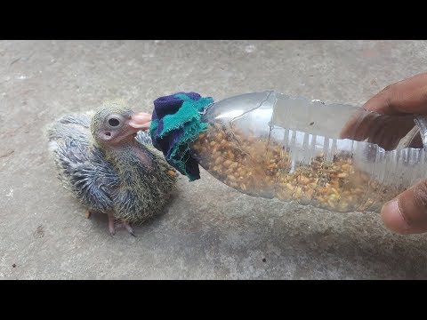 Pigeon feeder baby bottle