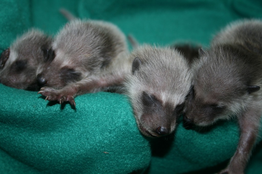 What are raccoons' babies called?
